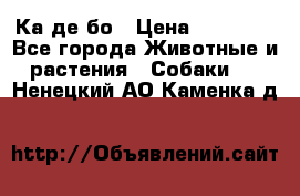 Ка де бо › Цена ­ 25 000 - Все города Животные и растения » Собаки   . Ненецкий АО,Каменка д.